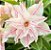 Rosa do deserto Branca Neve EV 80 - Imagem 1