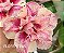 ROSA DO DESERTO FLORENTINA - Imagem 1