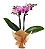 Mini orquídea (Flor) - Imagem 1