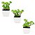 3 Vasinhos Decorativos Com Suculenta Siliconadas Trio - Imagem 4