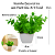 3 Vasinhos Decorativos Com Plantas Artificiais Kit 3 Unidades - Imagem 3