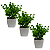 Trio Vasinhos Decorativos Com Plantinha Folhagem Eucalipto Artificial - Imagem 2
