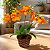 Arranjo Orquidea 5 Galhos Com Vaso Estilo Junco Laranja - Imagem 1