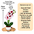 Arranjo Orquidea Branca Tigre Pintada Efeito 3D Realista Com Vaso Musgo Natural Pronto - Imagem 4