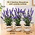 3 Vasinhos Decorativos Com Lavanda Artificial - Imagem 4
