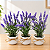 3 Vasinhos Decorativos Com Lavanda Artificial - Imagem 1