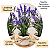 3 Vasinhos Decorativos Com Lavanda Artificial - Imagem 3