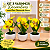 Trio Vasinho Com Orquidea Chuva De Ouro Redondo Mini - Imagem 2