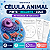 Célula Animal: Pinte, Recorte e Cole – Atividade Interativa com Gabarito | 6º Ano - Imagem 1