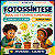 FOTOSSÍNTESE – ÁGUA, LUZ E CADEIAS ALIMENTARES | 2º E 4º ANOS - Imagem 1