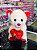 Urso fofo vermelho - Imagem 1