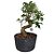 Pré Bonsai Ligustro  - 05 Anos - cód. PB02 - Imagem 1