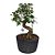Pré Bonsai Ligustro  - 05 Anos - cód. PB02 - Imagem 2