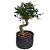 Pré Bonsai Ligustro  - 05 Anos - cód. PB03 - Imagem 2