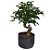 Pré Bonsai Ligustro  - 05 Anos - cód. PB03 - Imagem 1