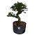 Pré Bonsai De Caliandra Rosa - 05 Anos - PB04 - Imagem 1