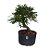 Bonsai De Caliandra Rosa - 05 Anos - Pb05 - Imagem 2