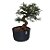 Pré Bonsai De Caliandra Rosa - 05 Anos - PB06 - Imagem 1