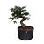 Pré Bonsai De Caliandra Rosa - 05 Anos - PB06 - Imagem 2