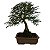 Bonsai De Caliandra Rosa - 15 Anos - B07 - Imagem 1
