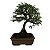 Bonsai De Caliandra Rosa - 15 Anos - B07 - Imagem 2