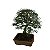 Bonsai De Caliandra Rosa - 15 Anos - B07 - Imagem 3