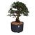 Pré Bonsai De Caliandra Rosa - 05 Anos - PB07 - Imagem 2
