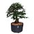 Pré Bonsai De Caliandra Rosa - 05 Anos - PB07 - Imagem 1