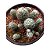 Caqueira Cerâmica Para Bonsai 2,5 Litros (6 A 9mm) - Imagem 5