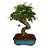Bonsai de Ligustro 10 anos - B1 - Imagem 2