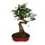 Bonsai de Ligustro 8 anos - B2 - Imagem 2