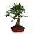 Bonsai de Ligustro 8 anos - B2 - Imagem 1