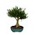 Bonsai de Buxus Harlandi 7 anos - B3 - Imagem 2