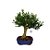 Bonsai de Buxus Harlandi 7 anos - B5 - Imagem 2