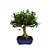 Bonsai de Buxus Harlandi 7 anos - B5 - Imagem 1
