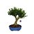 Bonsai de Buxus Harlandi 7 anos - B6 - Imagem 1