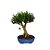 Bonsai de Buxus Harlandi 7 anos - B6 - Imagem 2