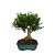 Bonsai de Buxus Harlandi 7 anos - B7 - Imagem 1