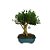 Bonsai de Buxus Harlandi 7 anos - B7 - Imagem 2
