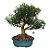 Bonsai de Cereja Silvestre Anã - 15 anos - B8 - Imagem 1