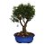 Bonsai de Cereja Silvestre Anã - 15 anos - B9 - Imagem 2