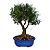 Bonsai de Cereja Silvestre Anã - 15 anos - B9 - Imagem 1