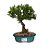 Bonsai de Jasmim Anã - 4 Anos - B14 - Imagem 1