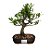 Bonsai de Jasmim Anã - 4 Anos - B15 - Imagem 1