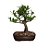 Bonsai de Jasmim Anã - 4 Anos - B15 - Imagem 2