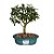 Bonsai de Mini Goiaba - 4 Anos - B16 - Imagem 1