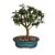 Bonsai de Mini Goiaba - 4 Anos - B16 - Imagem 2
