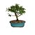 Bonsai de Mini Goiaba - 4 Anos - B17 - Imagem 2