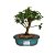 Bonsai de Mini Goiaba - 4 Anos - B17 - Imagem 1