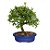 Bonsai de Piracanta Variagata - 4 Anos - B18 - Imagem 2